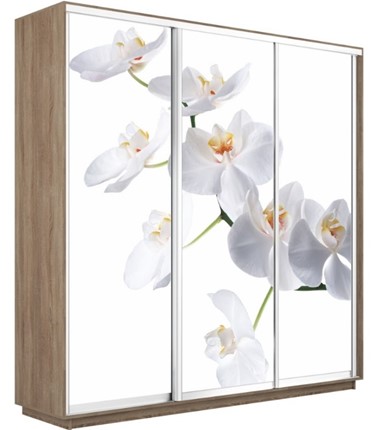 Шкаф 3-створчатый Экспресс 2100х600х2400, Орхидея белая/дуб сонома в Архангельске - изображение